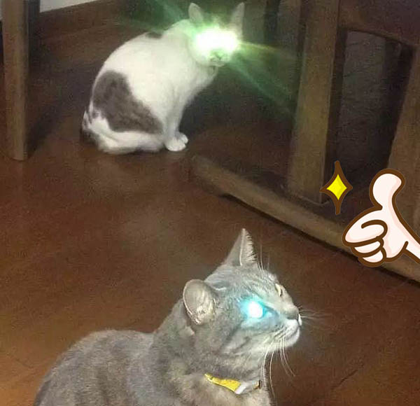 猫